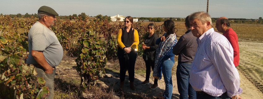 PCP questiona Comissão Europeia sobre quebra da produção de vinho