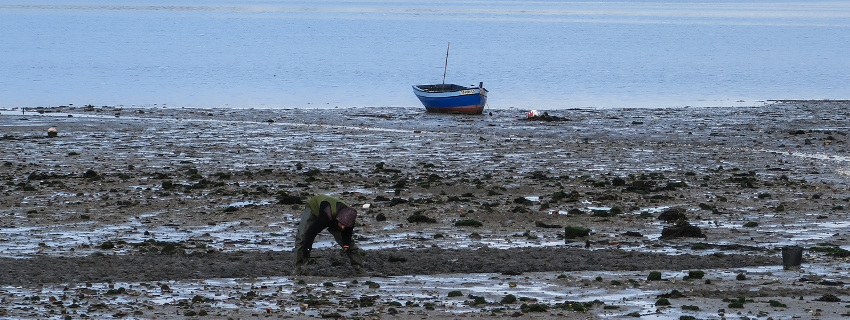 Condições para os mariscadores do Estuário do Tejo